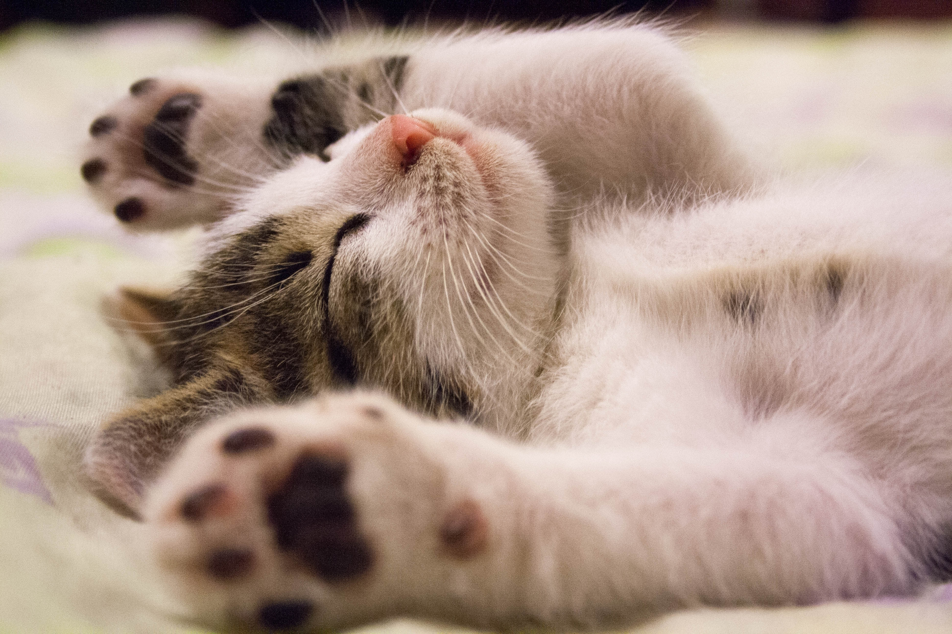 Adorable Cat Sleeping